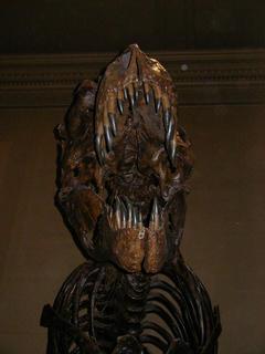 T-rex skull<br>Location: <a href="https://www.google.com/maps/search/?api=1&query=38.89096,-77.02601" target="_new">Smithsonian National Museum of Natural History</a>